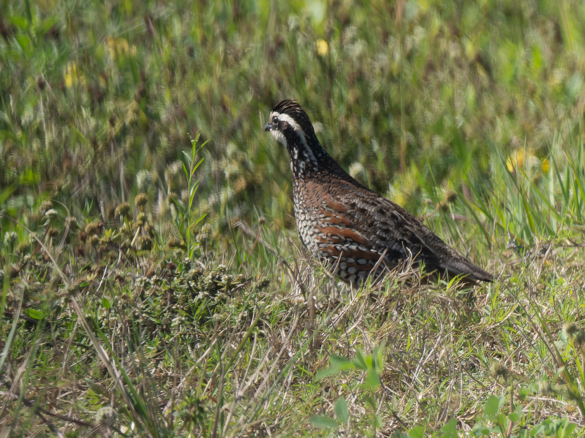 Northern bobwhite (Colinus virginianus)